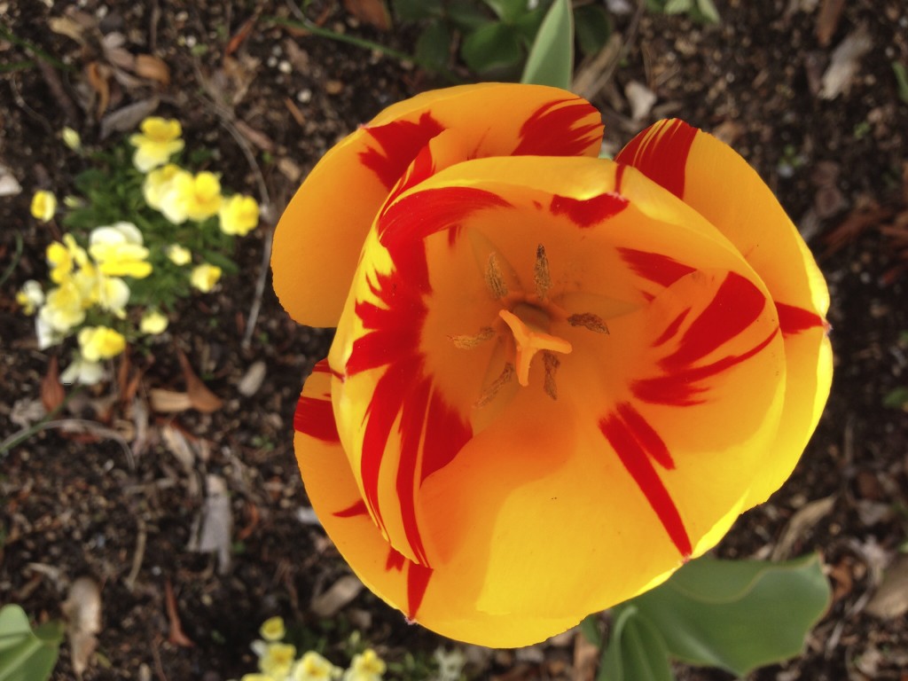 big time Flower pic by Greg Kuehn